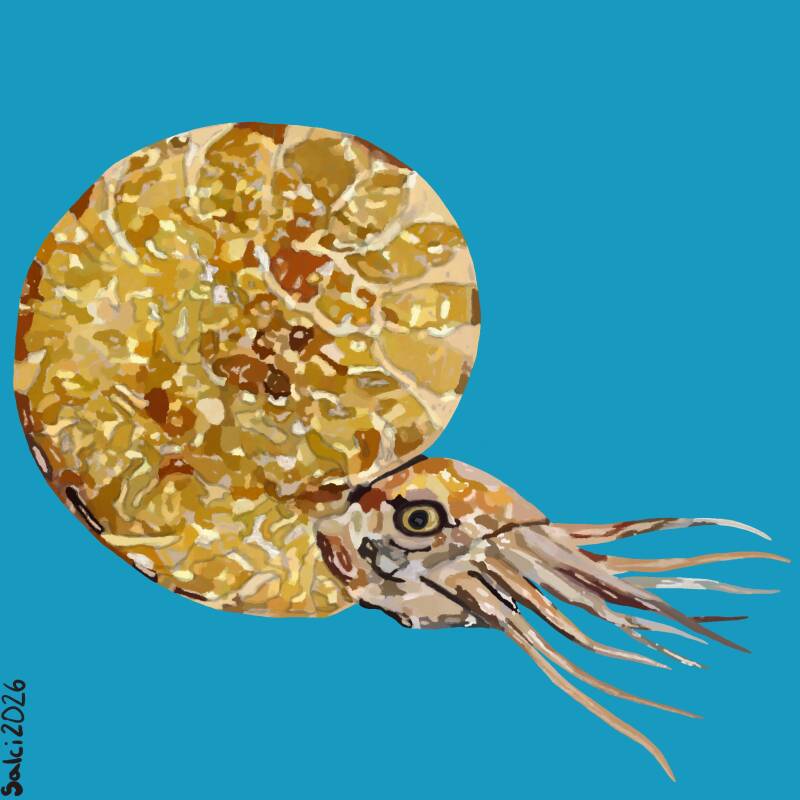 Ammonite
