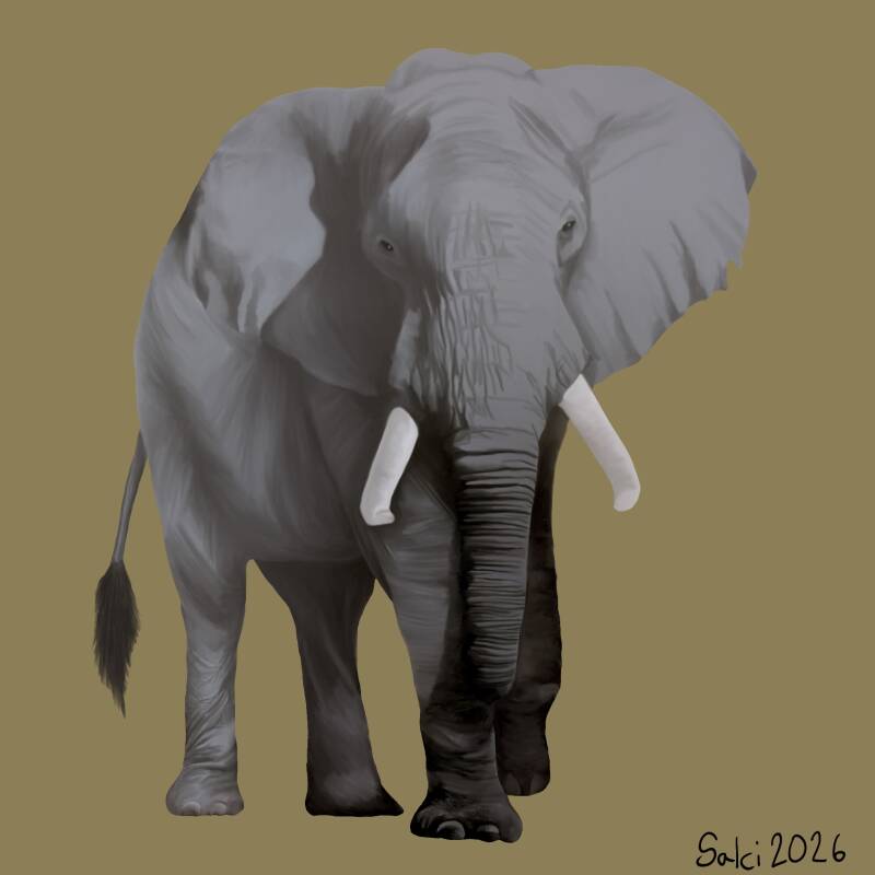 African Elephant