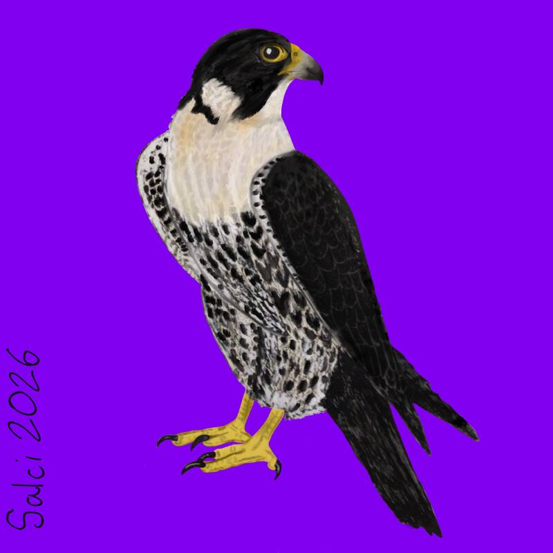Peregrine Falcon