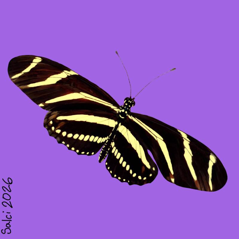 Zebra Longwing