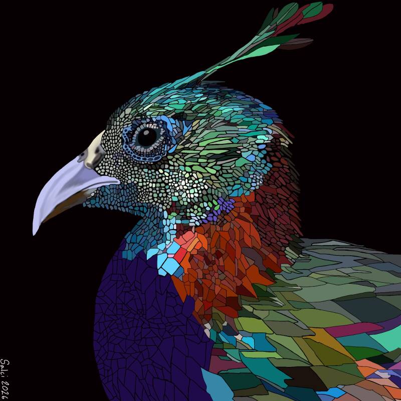 Himalayan Monal Pheasant