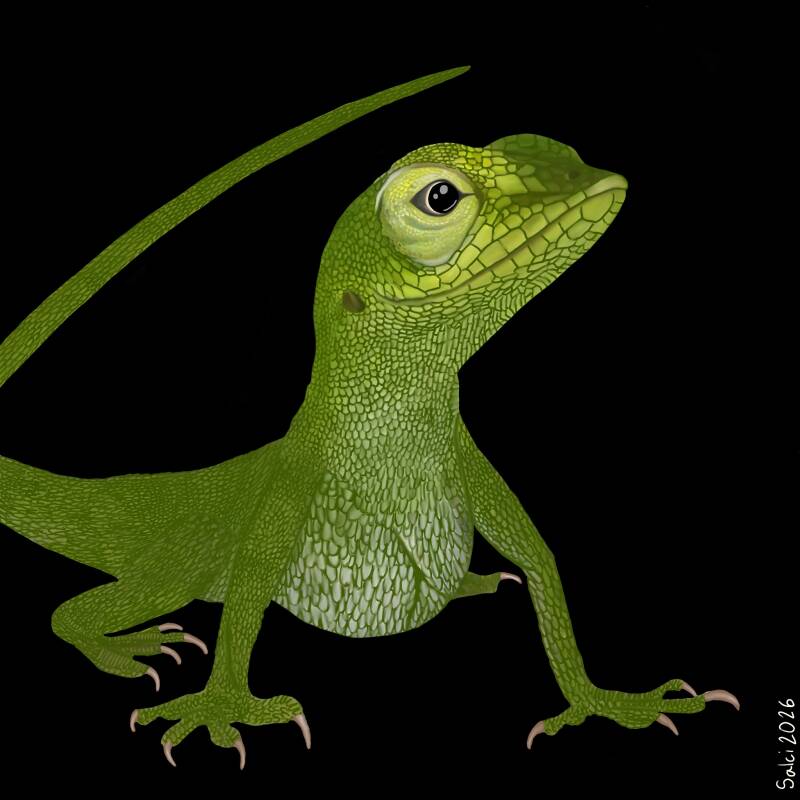 Green Anole