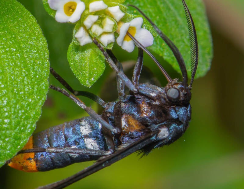 Polka-Dot Wasp Moth (4)