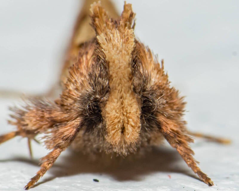 Acrolophus walsinghami Burrowing Web Worm (1)