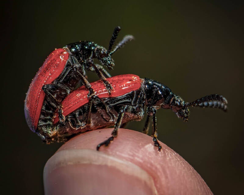 L. egena Air Potato Beetle (3)