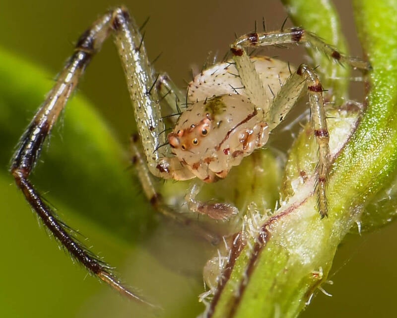 Crab Spider (15)