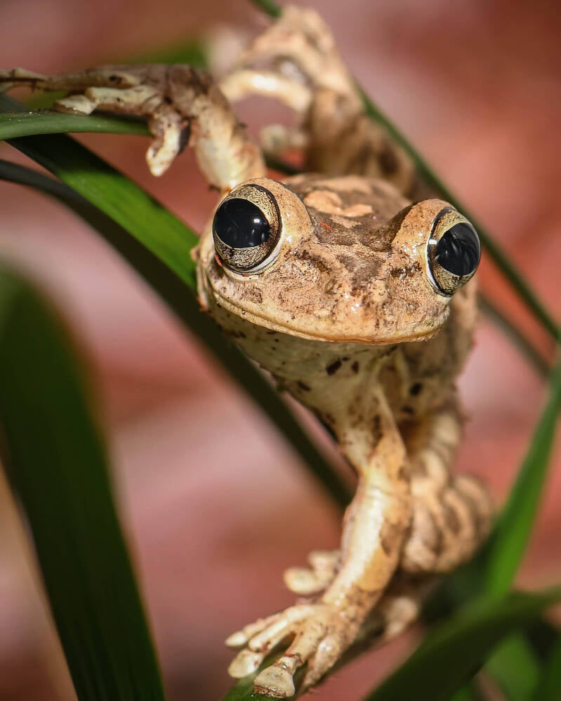 Cuban Tree Frog (9)