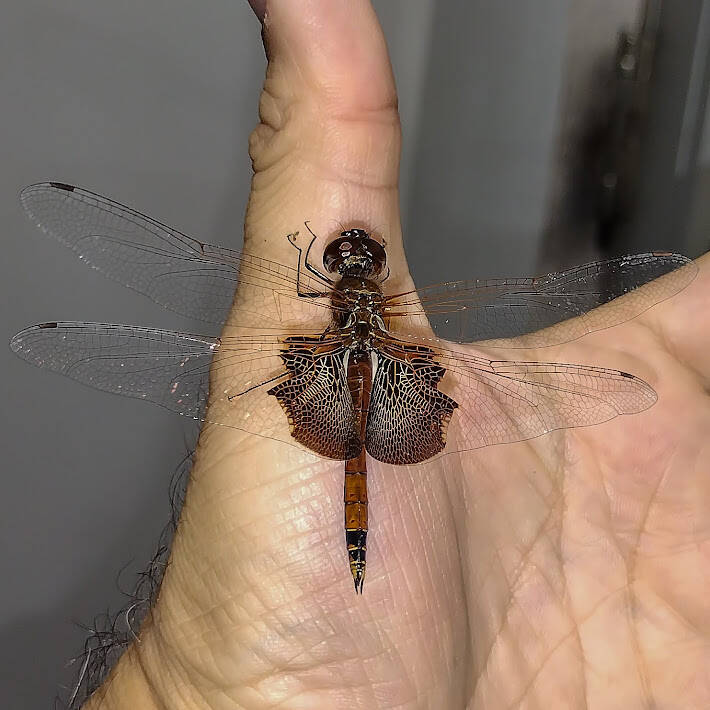 Carolina Saddlebag (1)