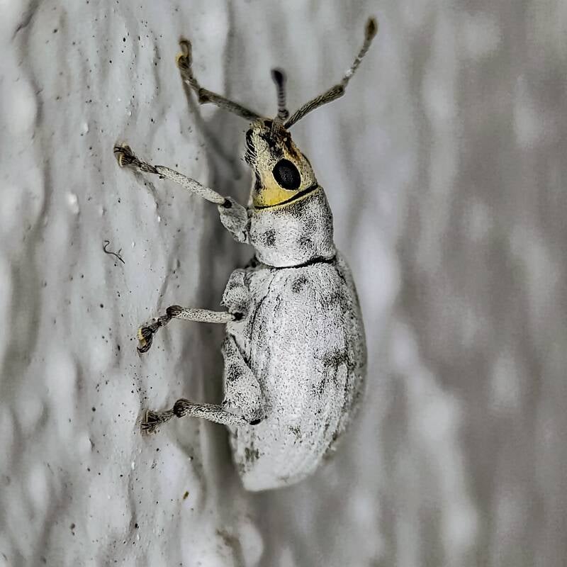 Sri Lanka Weevil (5)