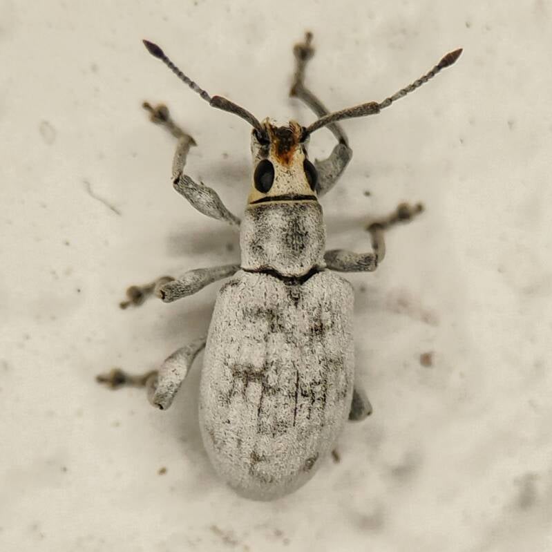 Sri Lanka Weevil (4)