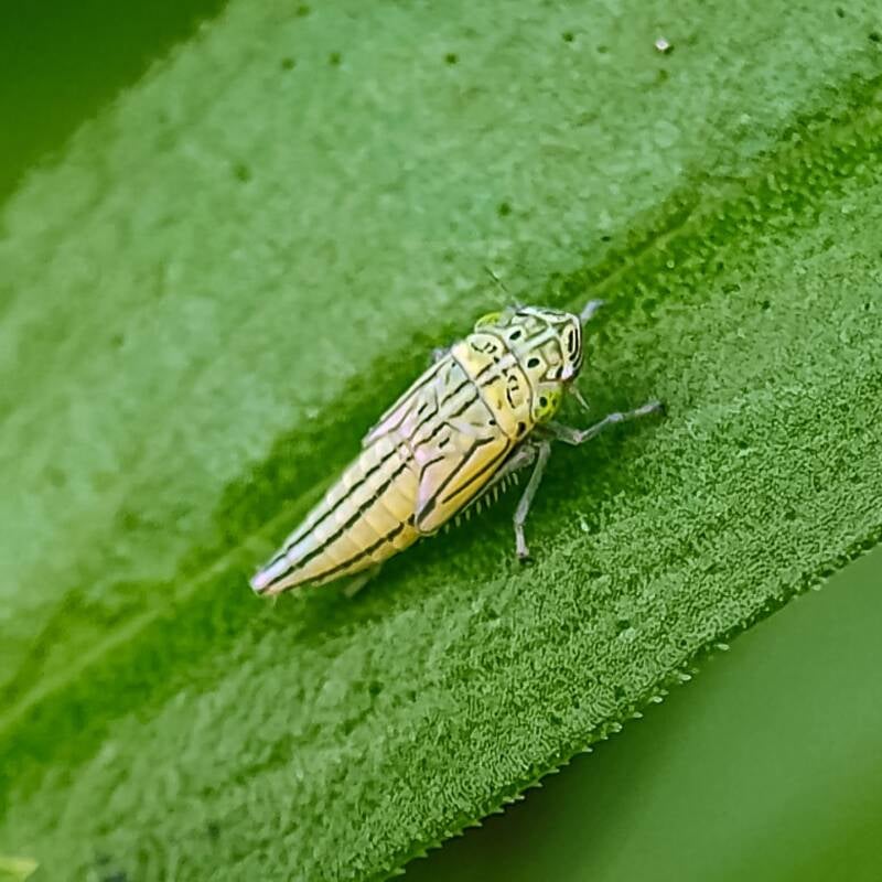 Common Green Leafhopper (8)