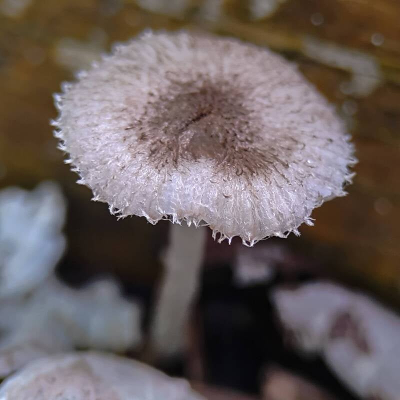 Agaricomicetes Mushroom (1)