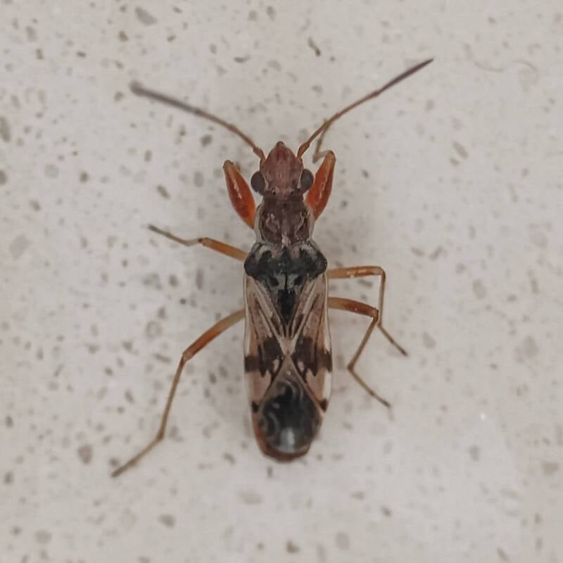 Horn-Banded Seedbug (2)