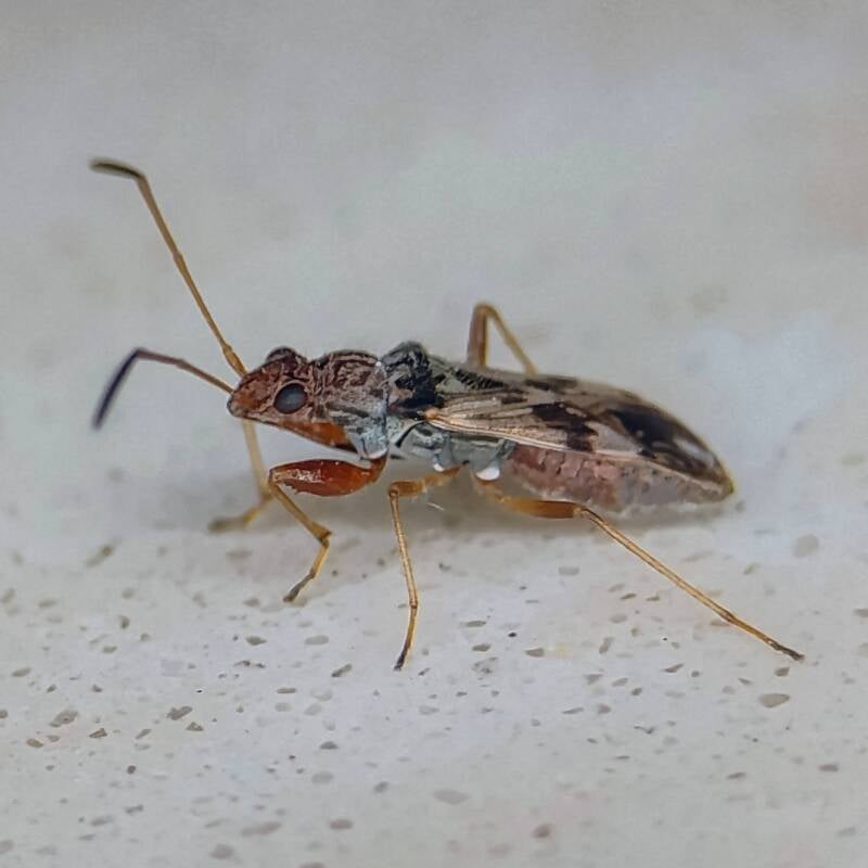 Horn-Banded Seedbug (1)
