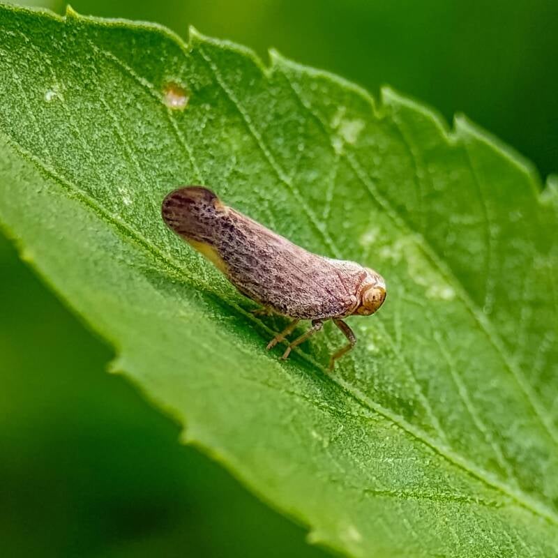 Nogodinid Planthopper (1)