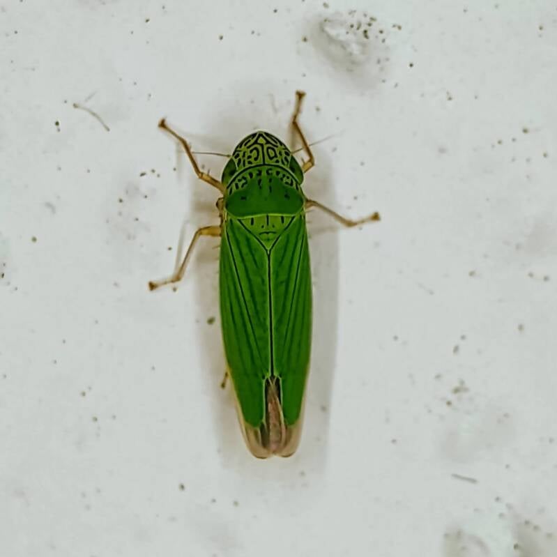 Common Green Leafhopper (7)