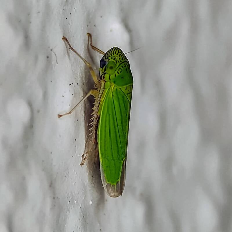 Common Green Leafhopper (6)