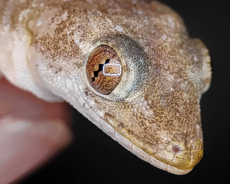 Tropical House Gecko (3)