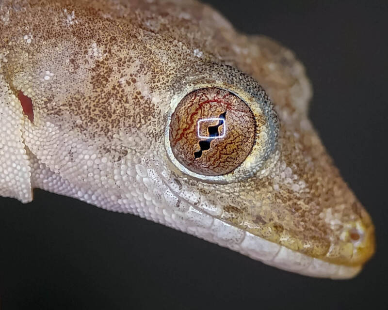 Tropical House Gecko (4)