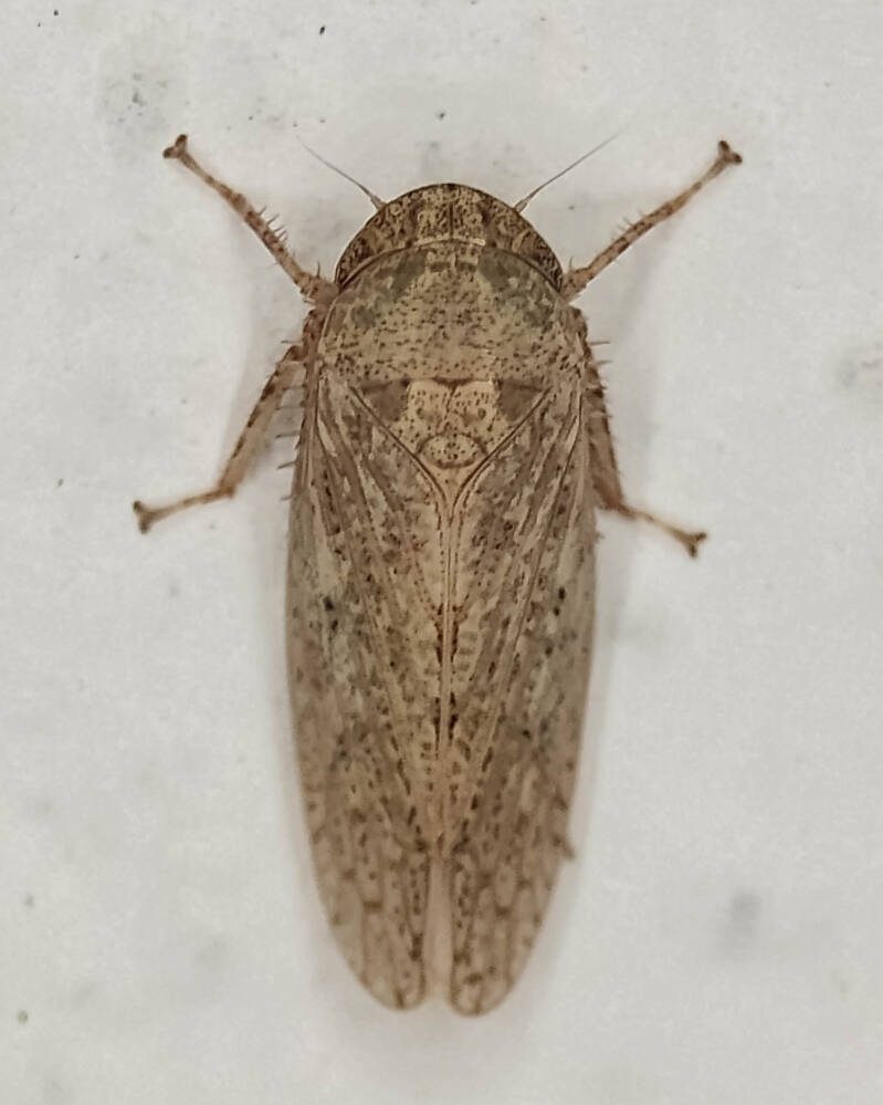 Ringspot Leafhopper (1)