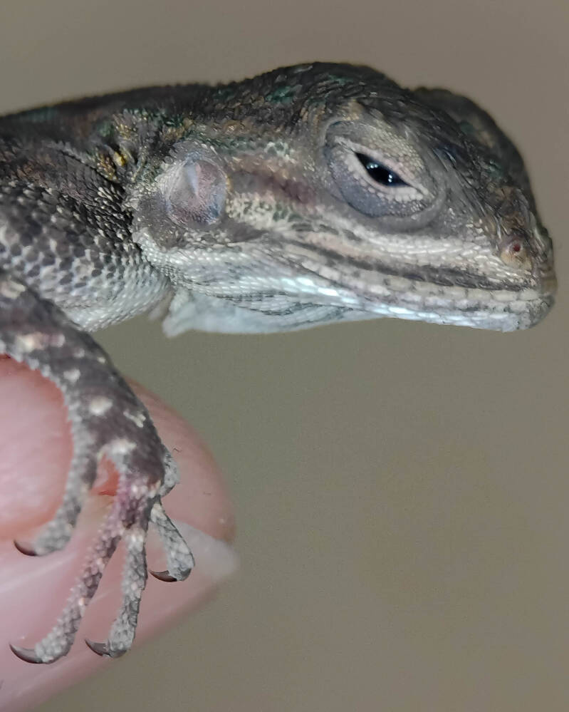 Northern Curly-Tailed Lizard (3)