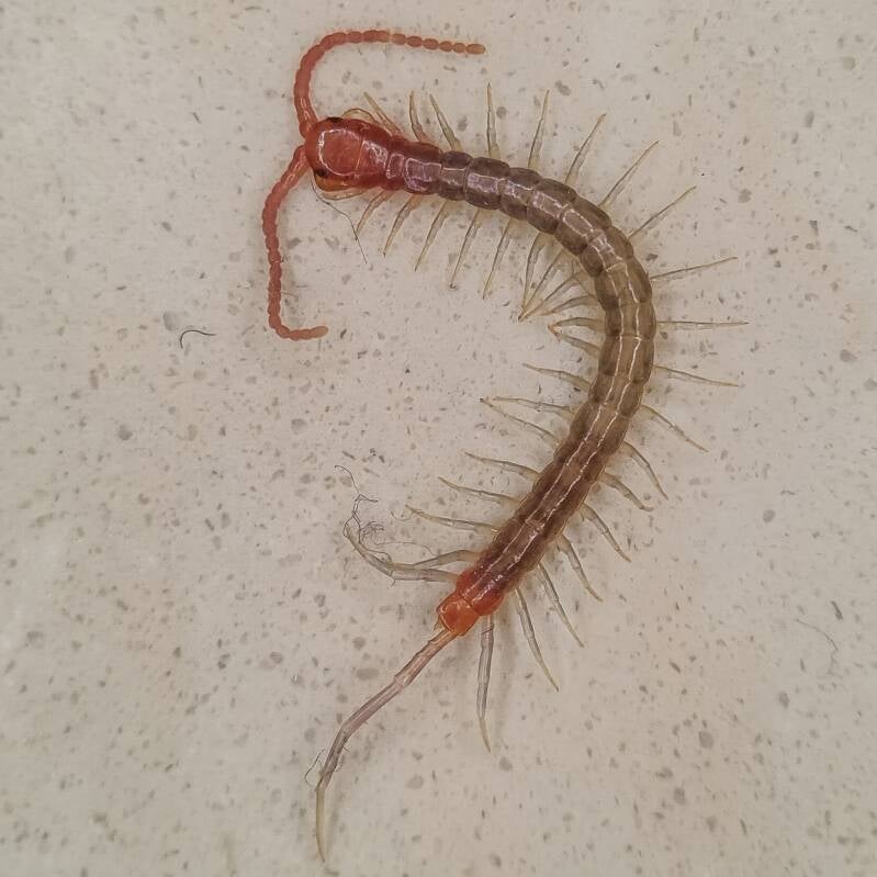 Minor Blueleg Centipede (1)
