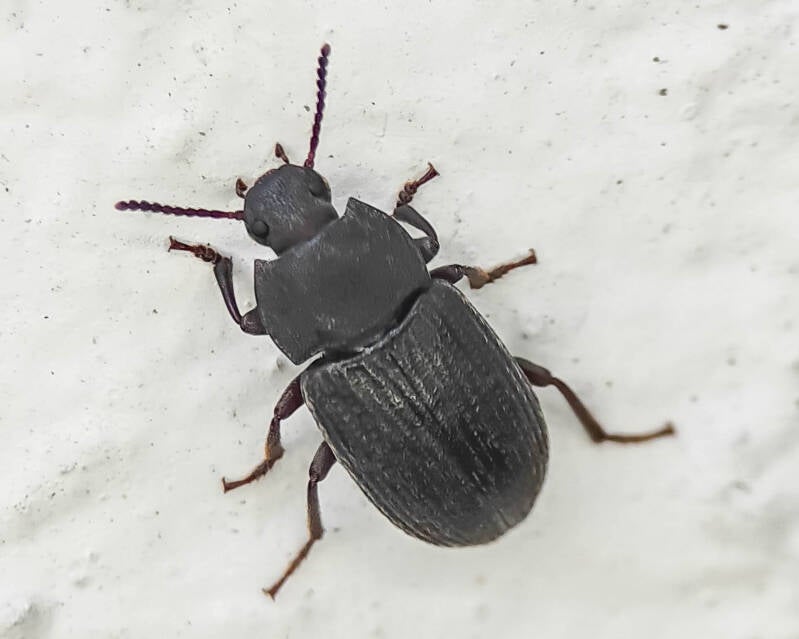 Blapstinus Dasrkling Beetle (1)
