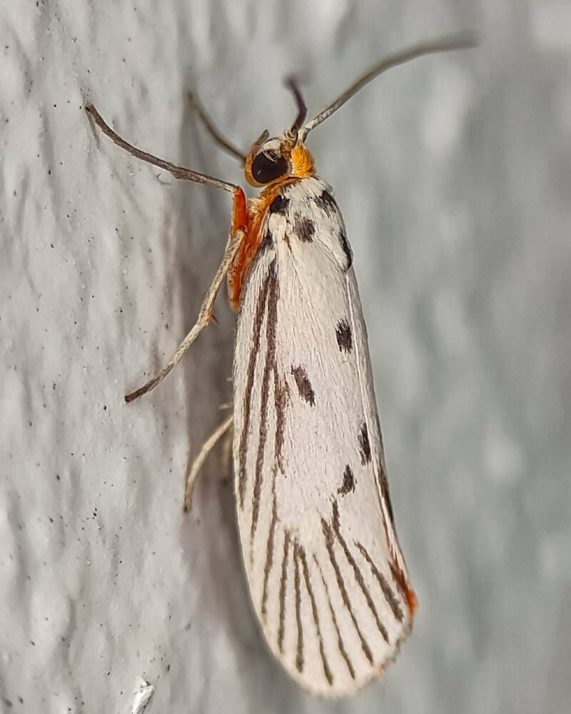 Bumelia Leafworm Moth (1)
