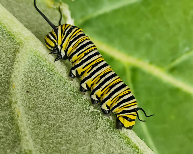 Monarch (6)