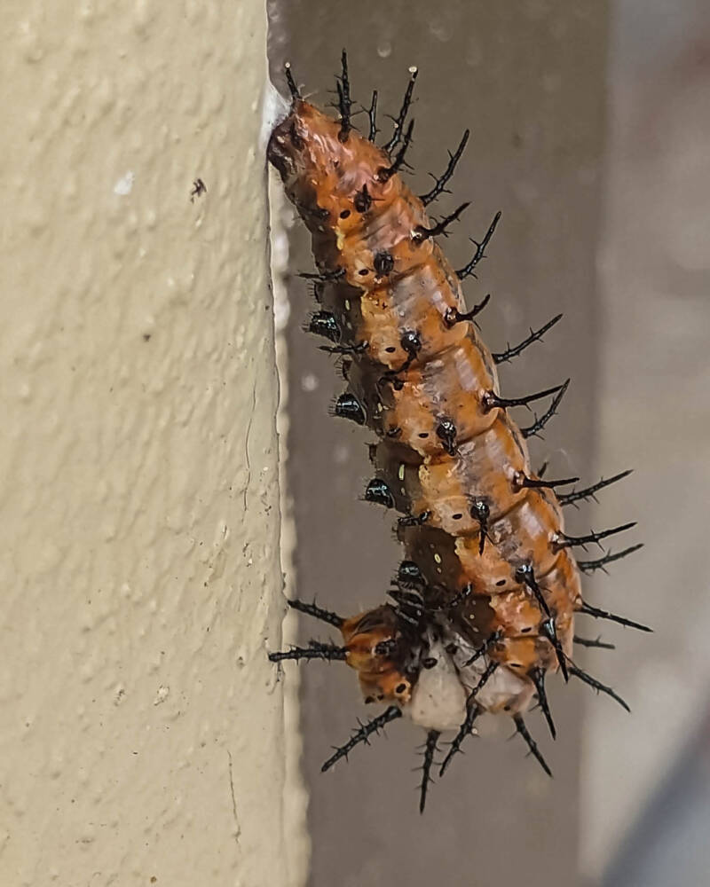 Gulf Fritillary (12)