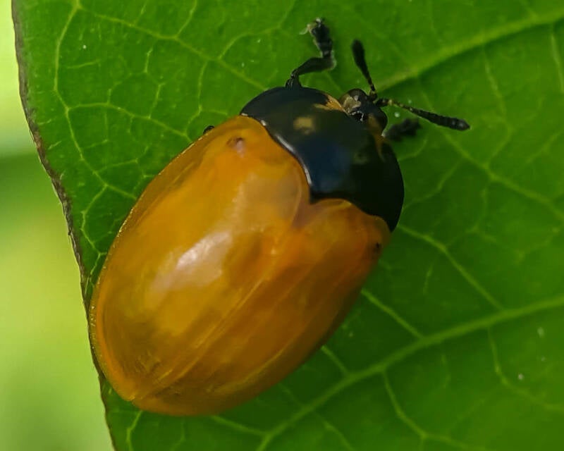 Common Sieve Tortoise Beetle (1)