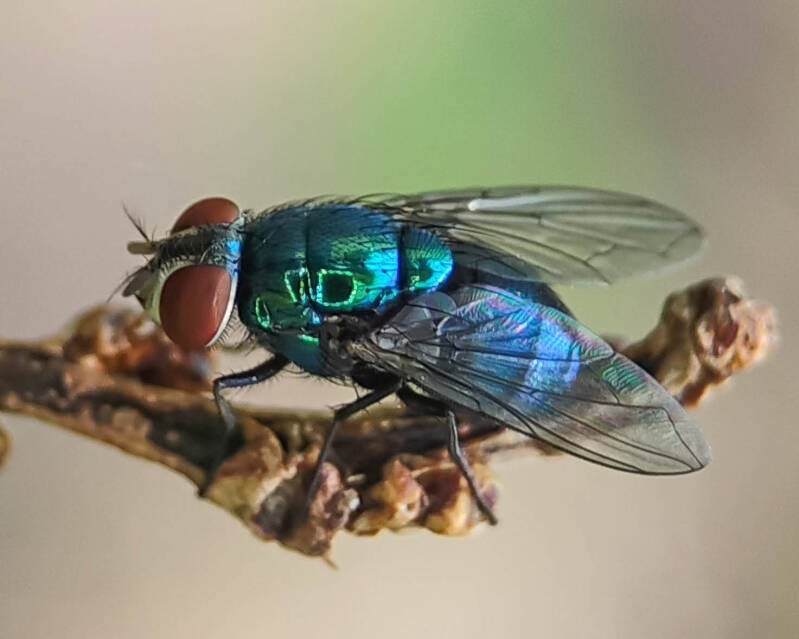 Green Bottle Fly (1)