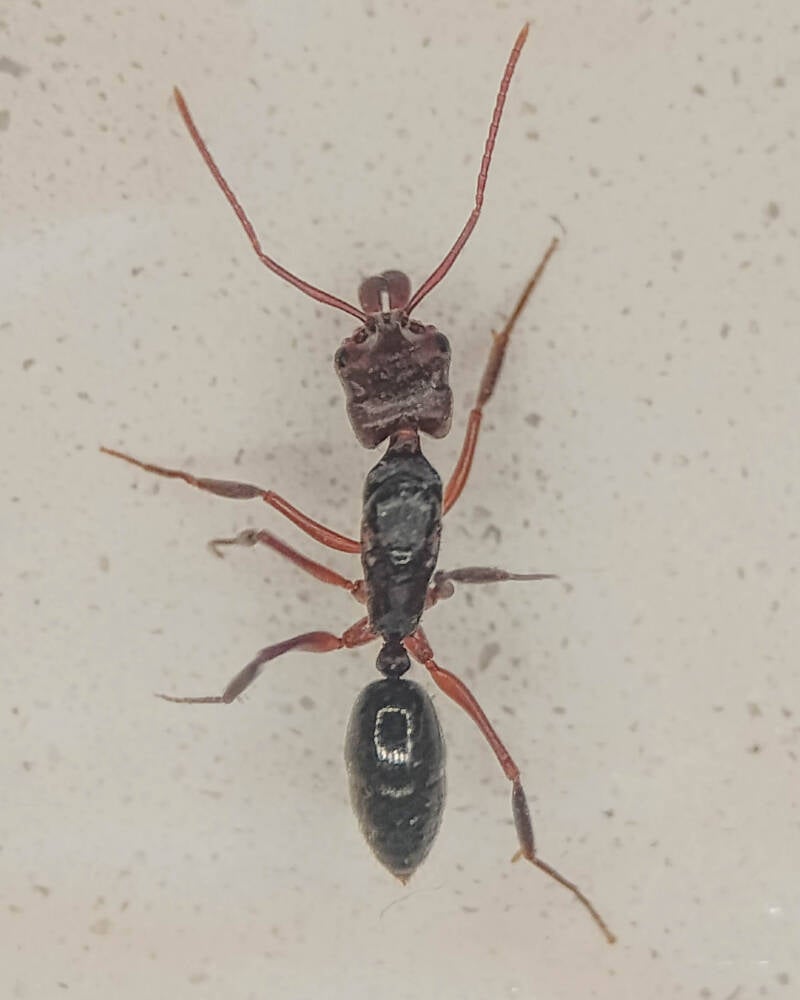 Rough-Node Trap-Jaw Ant (2)
