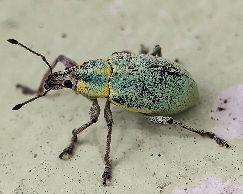 Blue-Green Root Weevil (12)