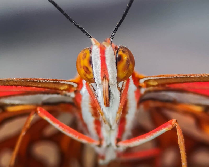 Gulf Fritillary (13)