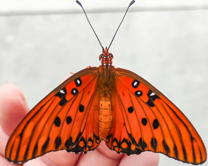 Gulf Fritillary (14)