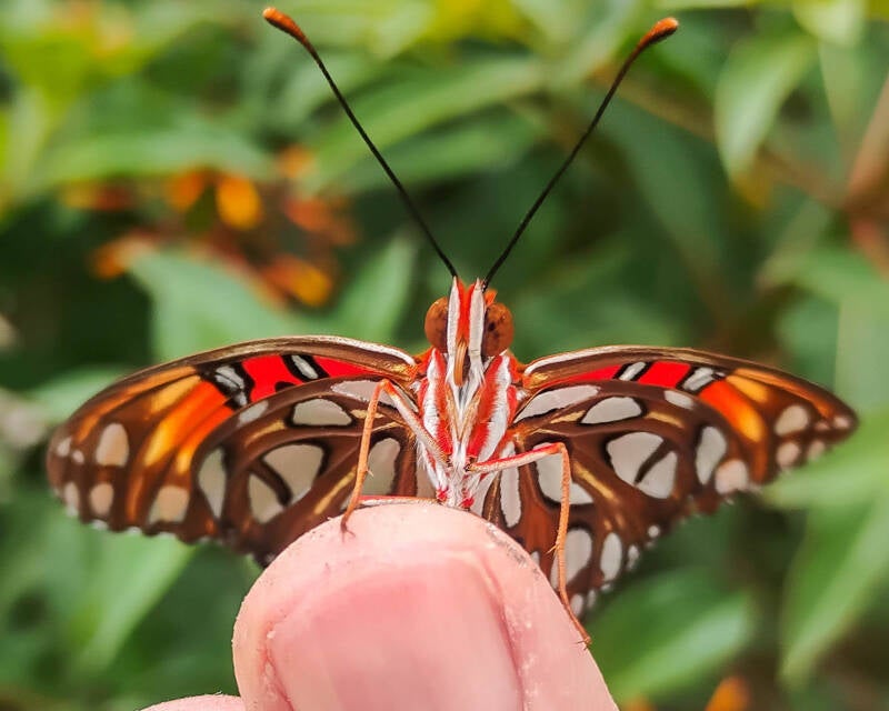 Gulf Fritillary (15)