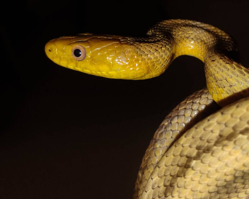 Eastern Ratsnake (8)