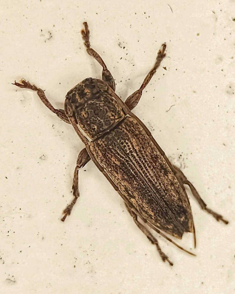 Leptostylopsis terraecolor Flat Faced Longhorn Beetle (1)
