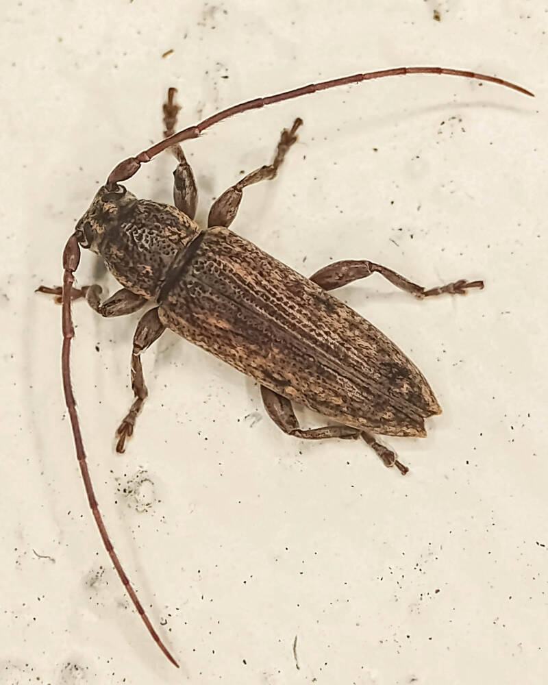 Leptostylopsis terraecolor Flat Faced Longhorn Beetle (2)