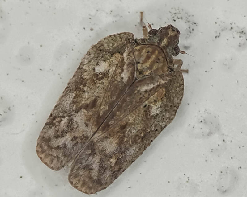 Flatoidinus punctatus Flatid Planthopper (1)