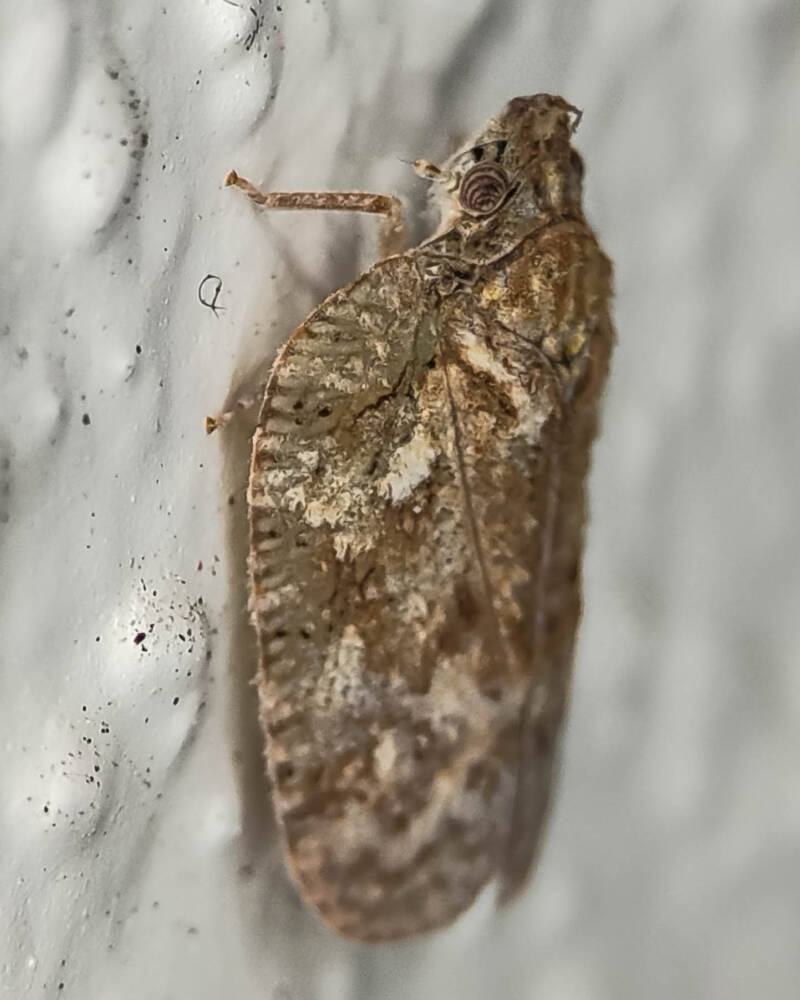 Flatoidinus punctatus Flatid Planthopper (2)
