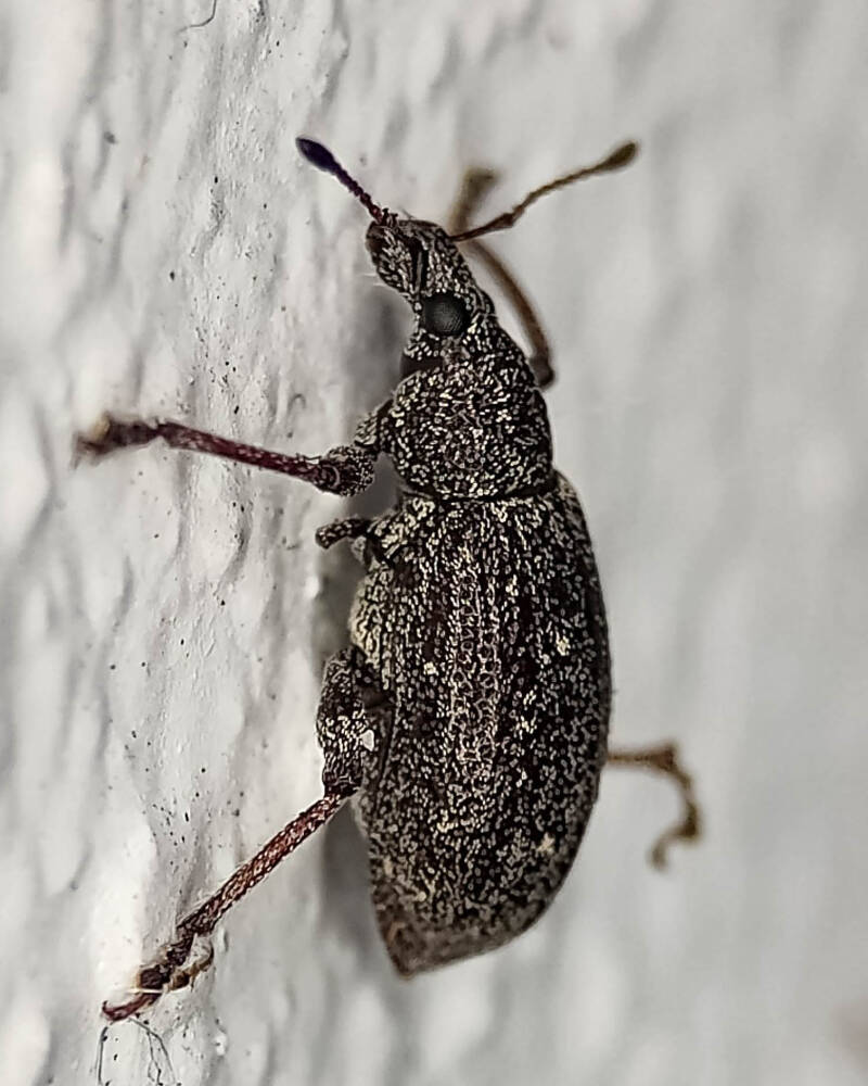 Lachnopus floridanus Broad-Nosed Weevil (2)