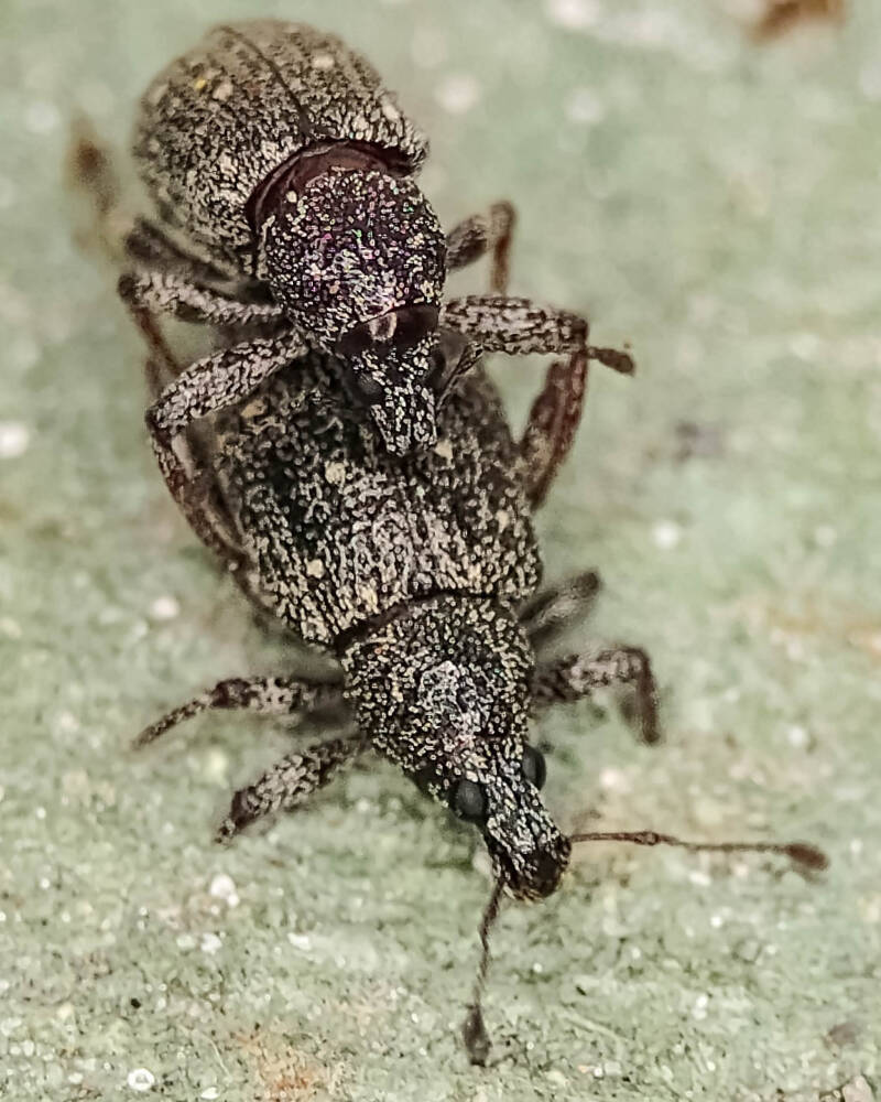 Lachnopus floridanus Broad-Nosed Weevil (3)