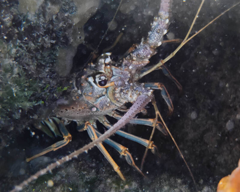 Caribbean Spiny Lobster (2)