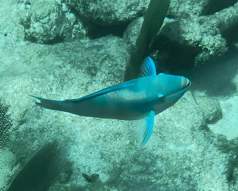 Queen Parrrotfish (1)