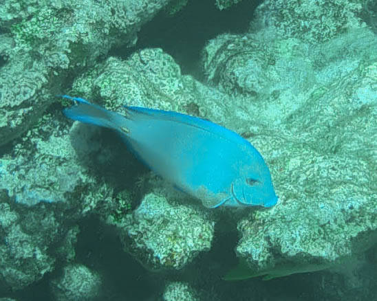 Atlantic Blue Tang
