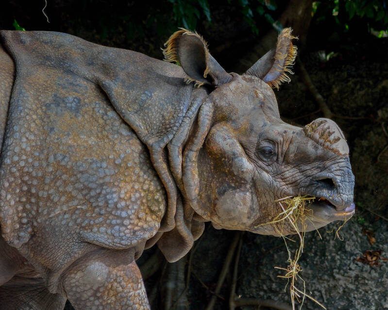 Indian Rhino (1)