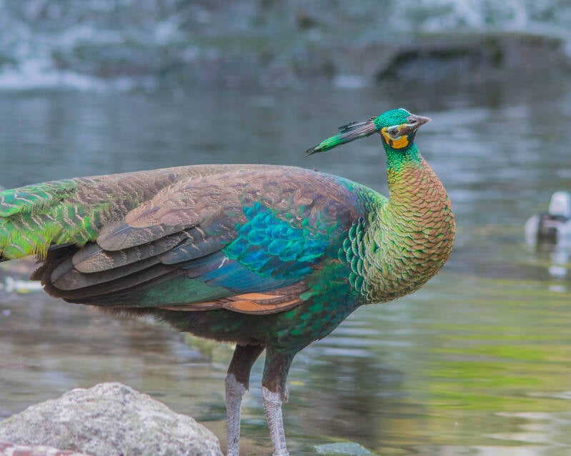 Indian Green Peafowl (1)
