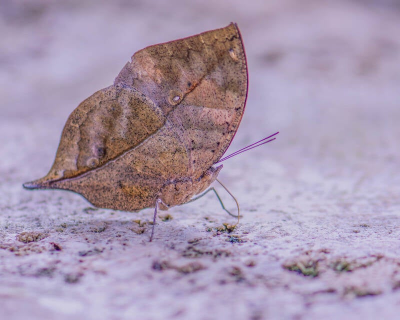 Indian Leafwing (1)